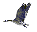 Vadliba